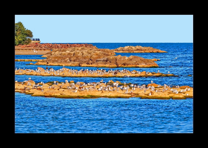 Sea Gulls in Woodbine Beach- 00